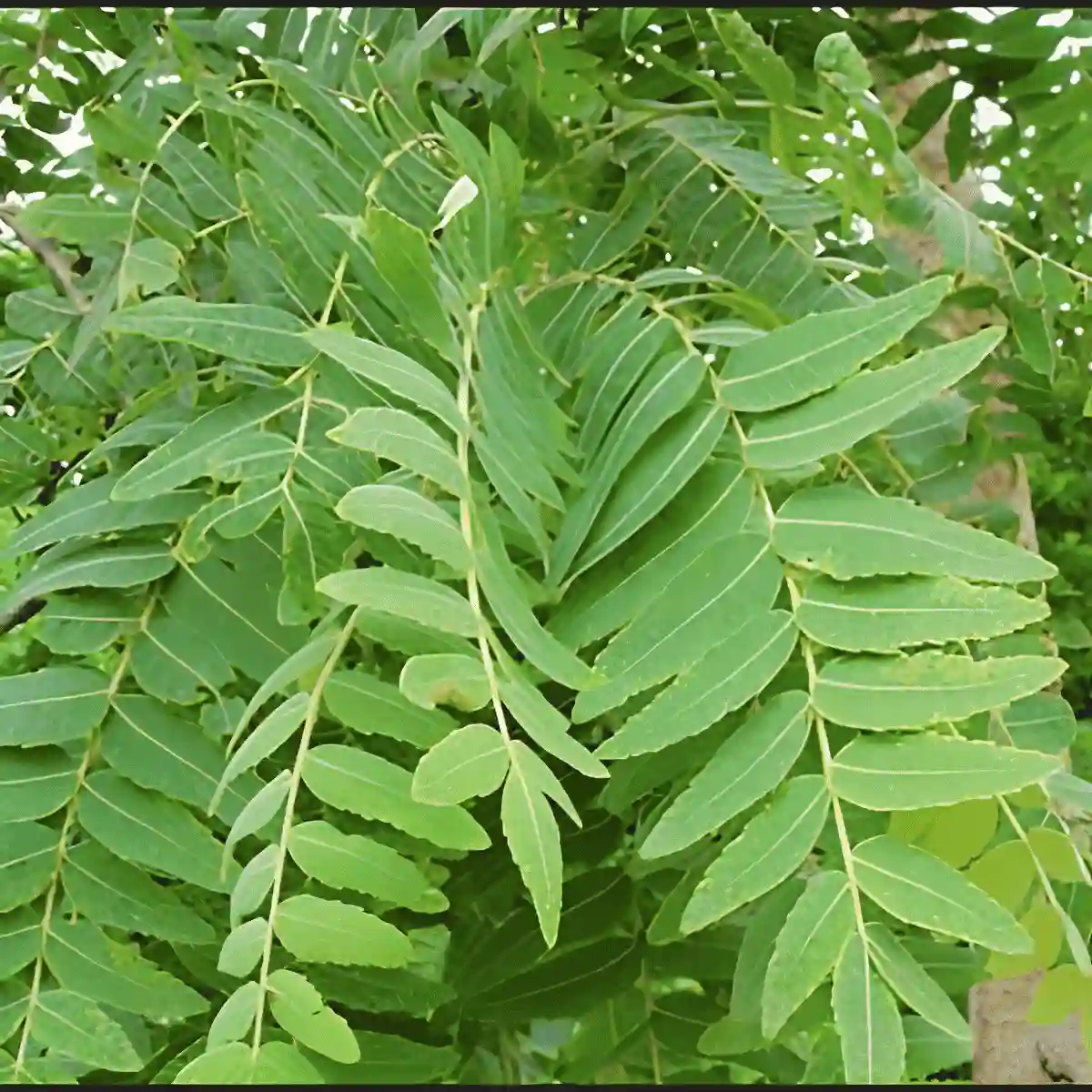 boswellia serrata