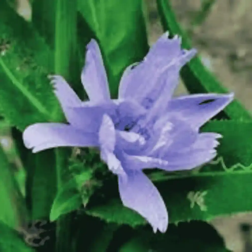 hyaluronic acid